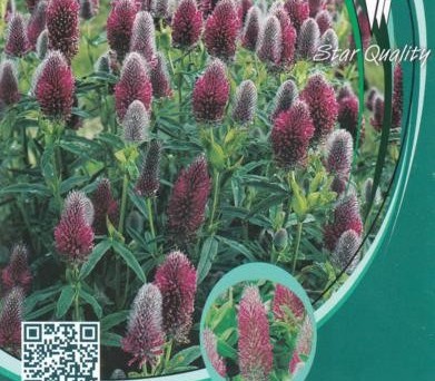 Trifolium rubens - Klaver 