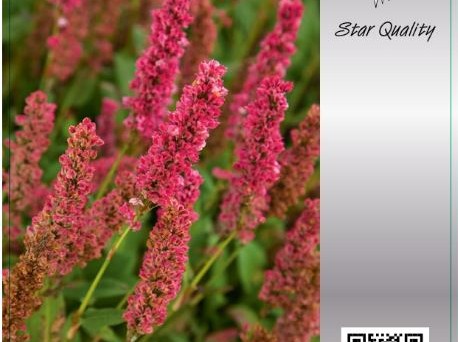 Persicaria affine 'Kabouter' - Duizendknoop