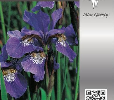 Iris sib. 'Blue King' - Siberische Lis
