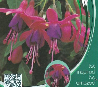 Fuchsia 'Tom Thumb' - Bellenplant
