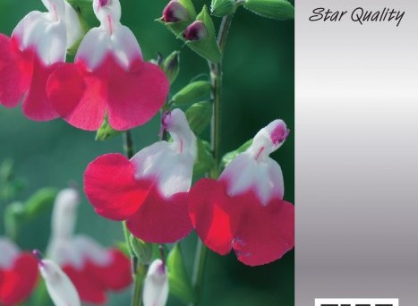 Salvia microphylla 'Hot Lips' - Siersalie
