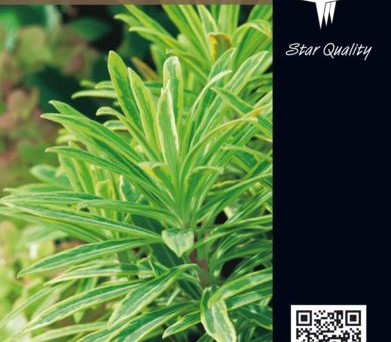 Euphorbia x m. 'Ascot Rainbow' ® - Wolfsmelk